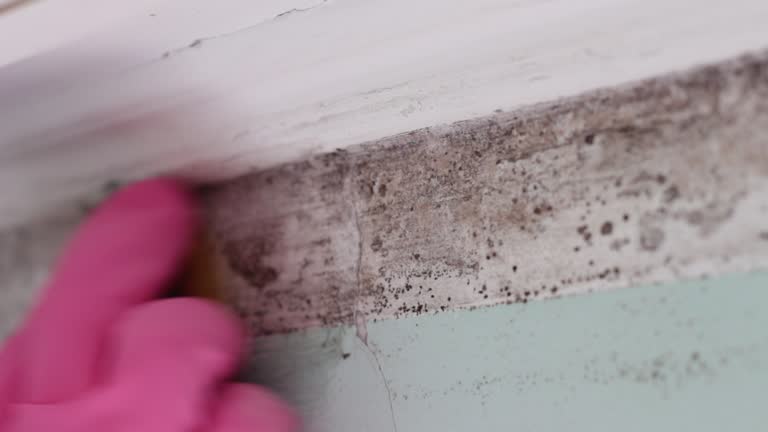 Mold Remediation for Vacation Homes